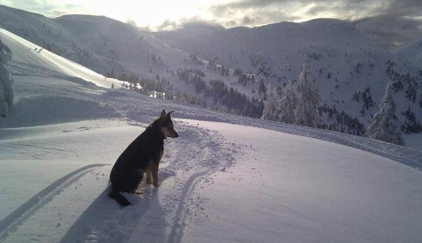/images/uploads/juneau animal rescue/alaskapets2020/entries/15061thumb.jpg